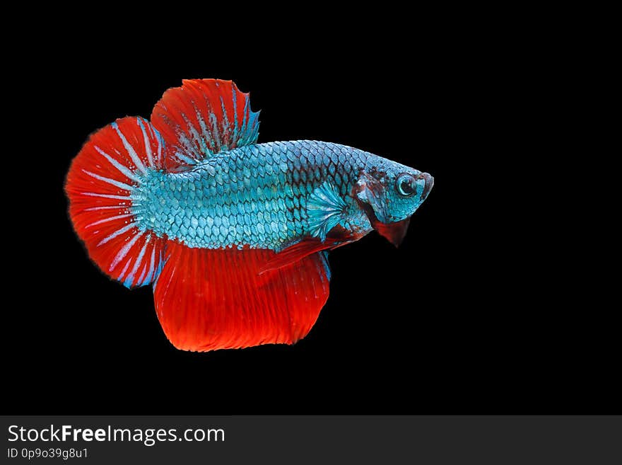 Siamese fighting fish,Betta splendens,blue fish, black background, Halfmoon Betta.