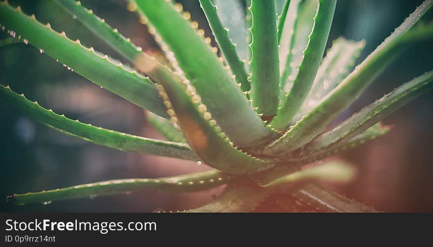 Aloe vera at greenhouse, Close-up