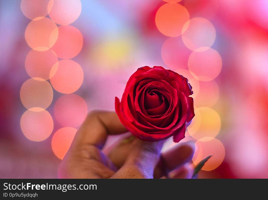 Man holding a red rose which is the symbol of love in bokeh background. Man holding a red rose which is the symbol of love in bokeh background