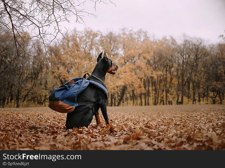 Doberman dog autumn on nature. Pet sits in autumn foliage. Doberman dog autumn on nature. Pet sits in autumn foliage