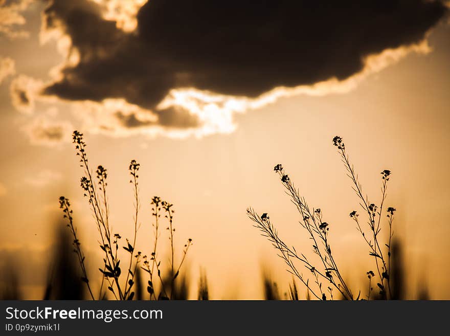 Mustard Flowers With Sunset In Background