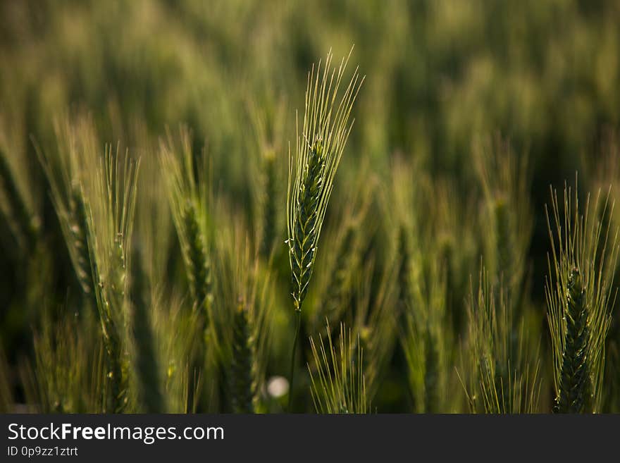 Spikes of wheat crop