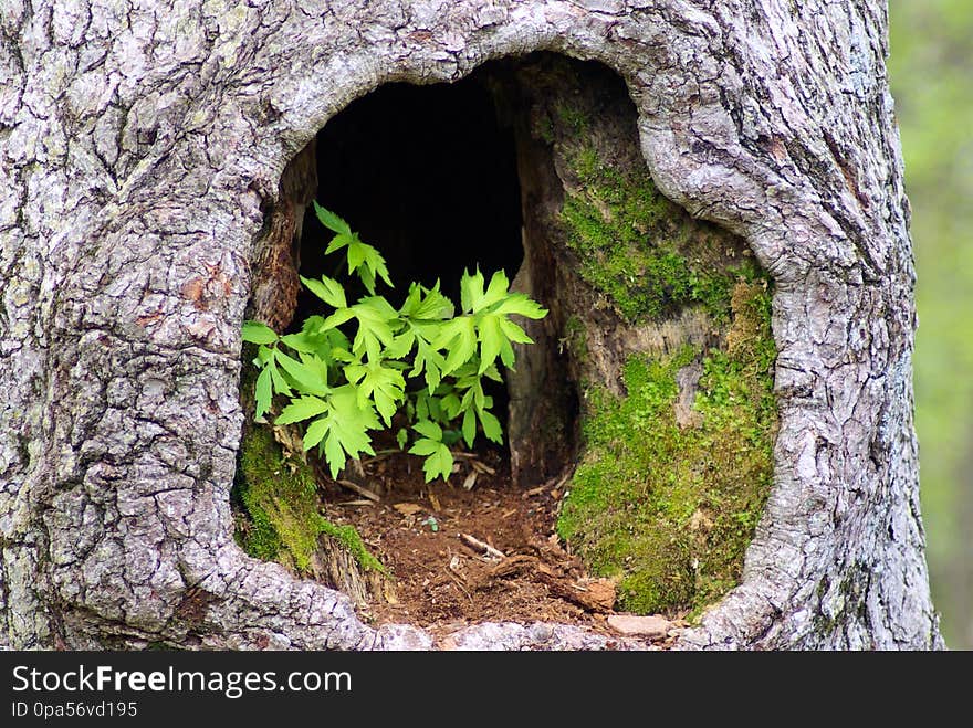 Shenandoah National Park, Virginia, May 13, 2009 Image shared as public domain on Pixabay as “Plants in Hollow Tree.”