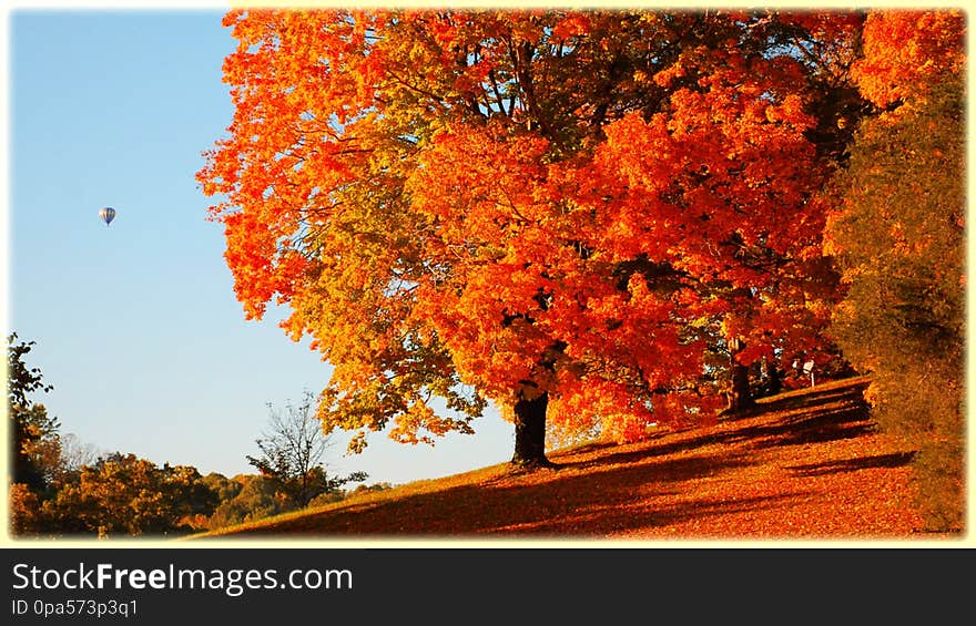 Orange trees autumn forest