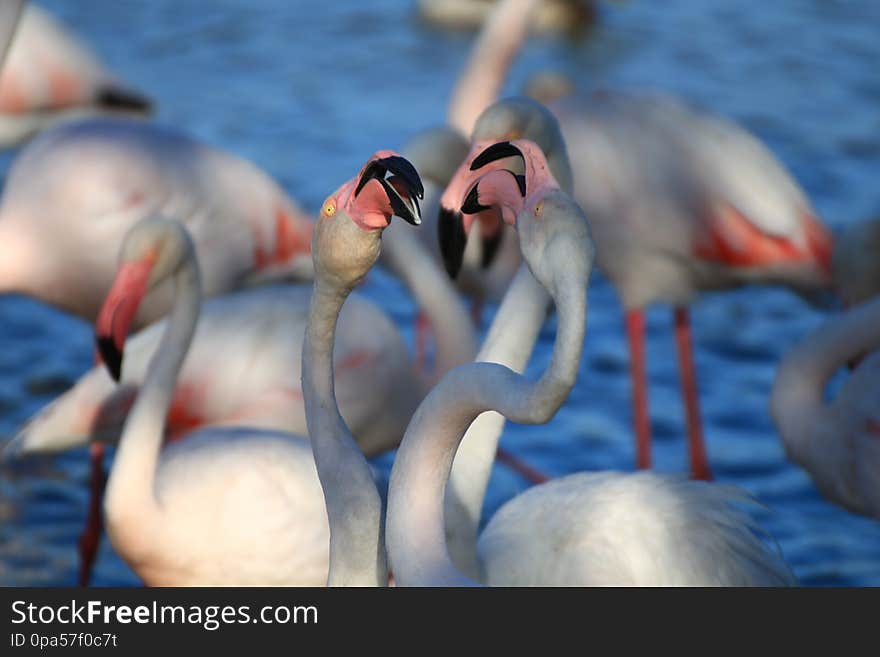 Stéphanie Baumard - Flamants roses &#x28;phoenicopterus roseus&#x29; - Camargue