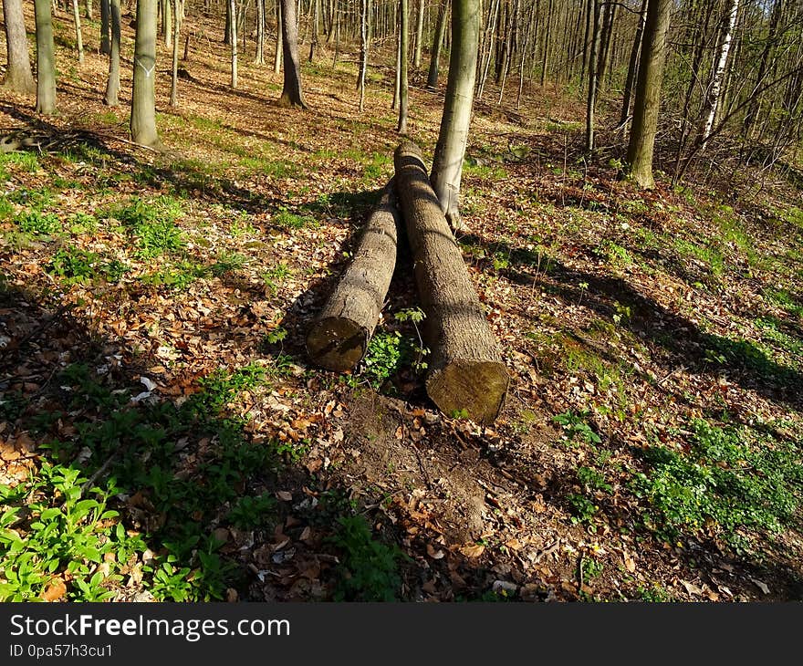 The Viehleite is an old path in the nature of Pirna. Before they cut even all trees there and had landslides. later is was a battleground for the training of the Royal Saxon Army, Path and for the Wehrmacht and NVA. They had blown up here munition. The forest has no diversity and a lot of important trees, streams, herbs. Conifers too less. No beds. No shrubbery. No herbs. Oaks and chestnuts are important for bigger animals and anywhere. Is a tree tall, strong and big it is being cut down and is rotting on the ground, that you can not have a joy of thick and very old trees, although they need lesser care and working time?It is not a forest. And you see even any squirrels here or other animals or their footprints. No birds even. No mice. The Viehleite is an old path in the nature of Pirna. Before they cut even all trees there and had landslides. later is was a battleground for the training of the Royal Saxon Army, Path and for the Wehrmacht and NVA. They had blown up here munition. The forest has no diversity and a lot of important trees, streams, herbs. Conifers too less. No beds. No shrubbery. No herbs. Oaks and chestnuts are important for bigger animals and anywhere. Is a tree tall, strong and big it is being cut down and is rotting on the ground, that you can not have a joy of thick and very old trees, although they need lesser care and working time?It is not a forest. And you see even any squirrels here or other animals or their footprints. No birds even. No mice.