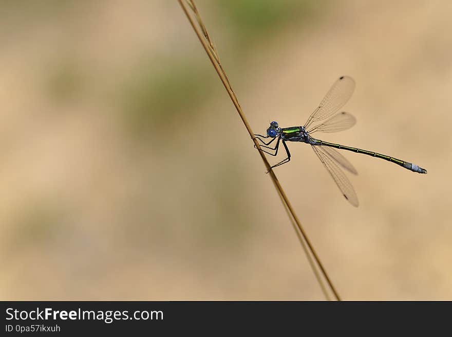 El cuerpo frágil y las alas largas y delgadas hacen de la libélula uno de los insectos más veloces. A diferencia de la mayoría de los insectos, éstas pueden batir sus alas anteriores y posteriores de forma simultánea o alternada en diferentes fases del vuelo. Poseen una vista excelente gracias a la peculiar estructura de sus ojos: alrededor de 30 000 facetas dispuestas de tal forma que le permiten aproximadamente 360º de campo visual.