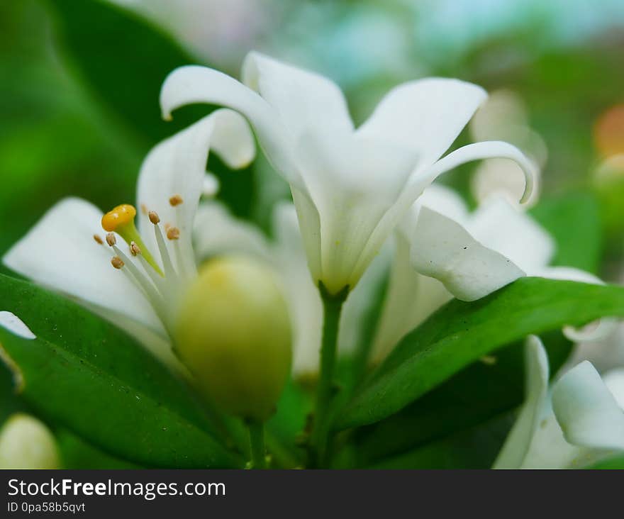 flowers