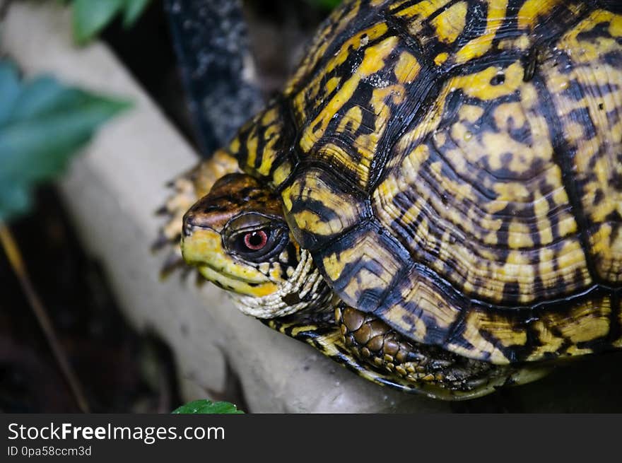 EasternBoxTurtle 08-03-2018 39