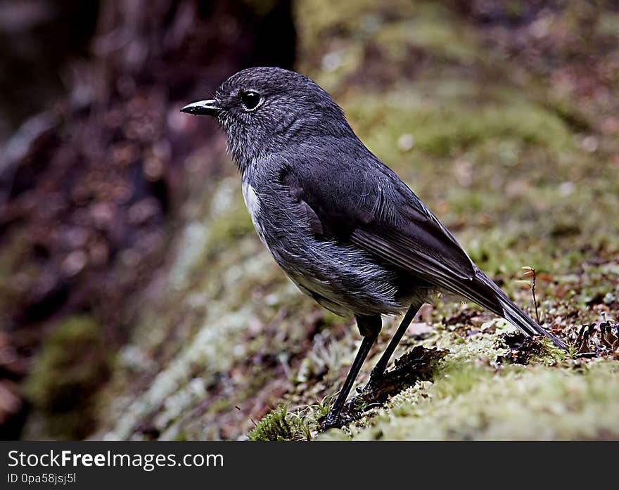 The New Zealand robin/toutouwai is a sparrow-sized bird found only in New Zealand. They are friendly and trusting, often coming to within a couple of metres of people. The people themselves are not always the attraction but the invertebrates disturbed by the activities of people. The robin’s strong descending call of five or more notes is repeated often and makes their presence obvious. New Zealand robins are relatively long-lived, surviving up to 14 years where few or no predators exis. The New Zealand robin/toutouwai is a sparrow-sized bird found only in New Zealand. They are friendly and trusting, often coming to within a couple of metres of people. The people themselves are not always the attraction but the invertebrates disturbed by the activities of people. The robin’s strong descending call of five or more notes is repeated often and makes their presence obvious. New Zealand robins are relatively long-lived, surviving up to 14 years where few or no predators exis