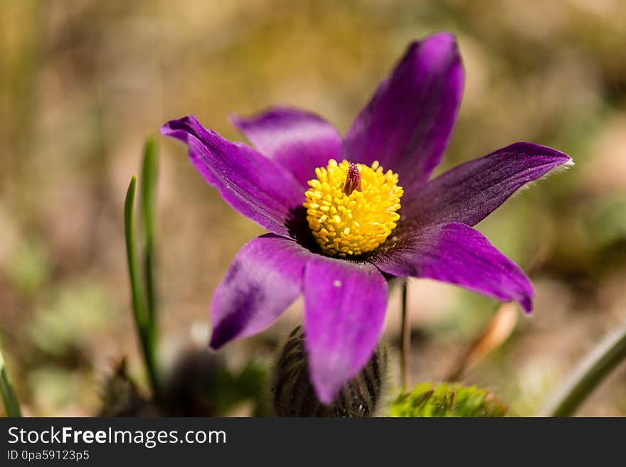 Flower, Flowering plant, prairie pasqueflower, Petal, Plant, pasqueflower