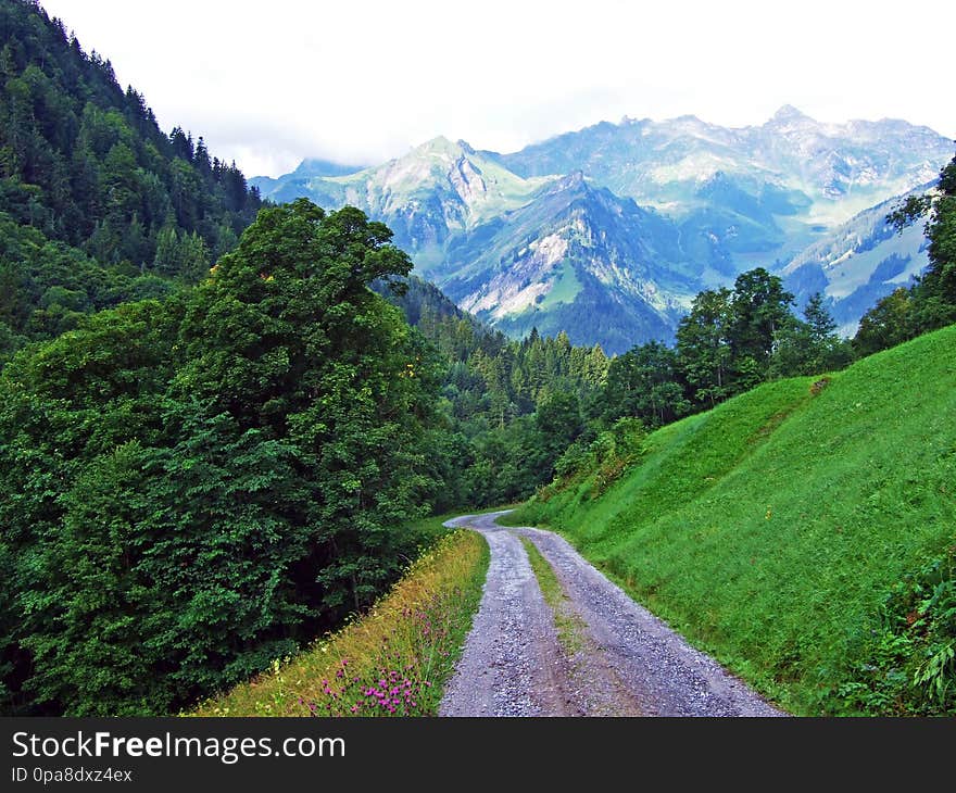 Trees and mixed forests on the slopes of the mountain range Glarus Alps