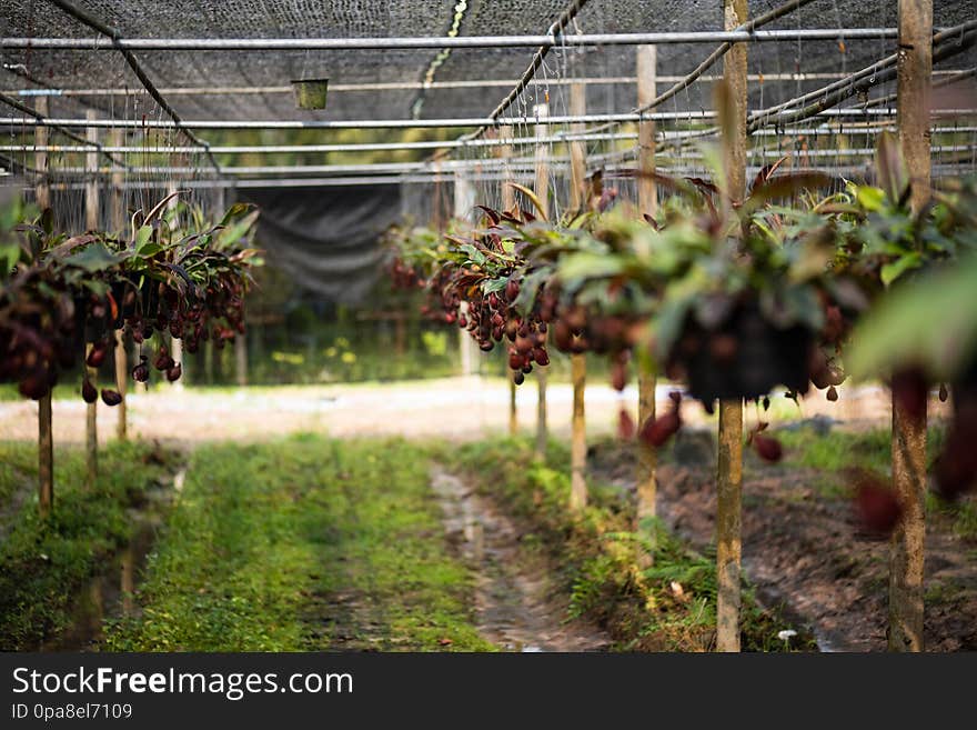 Close Up Of Nepenthes Also Called Tropical Pitcher Plants Or Monkey Cups In The Plant Nursery Garden Farm