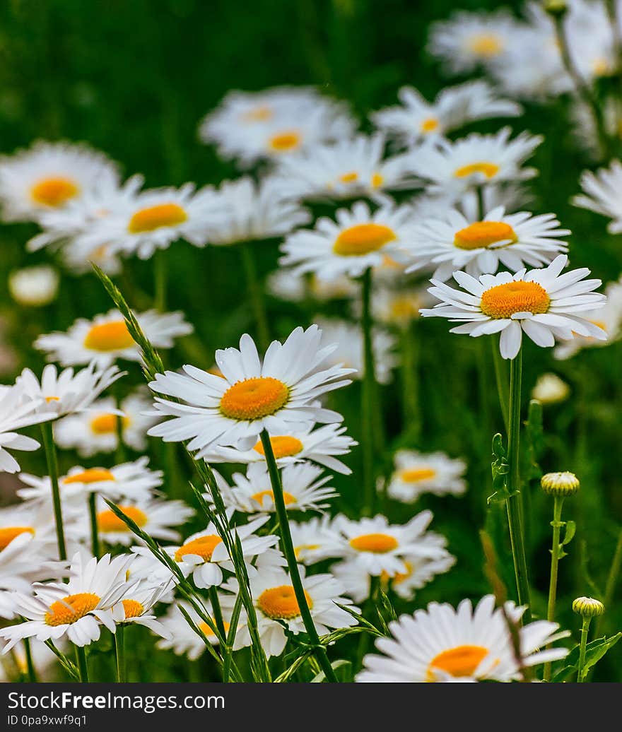 Just a photo of a chamomile flower in summer time