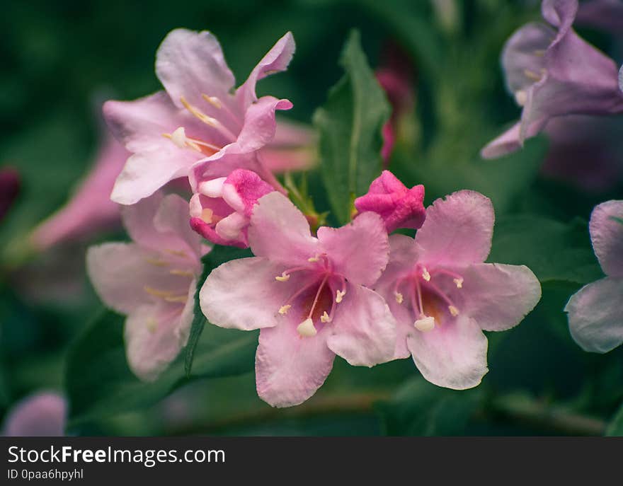 Summer field flowers