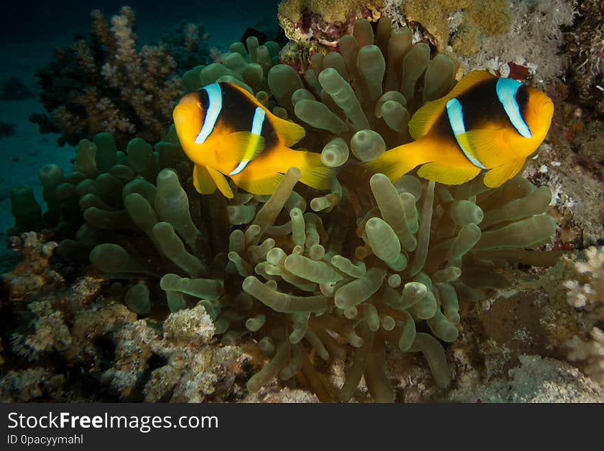 A red sea anemone fish in egypt