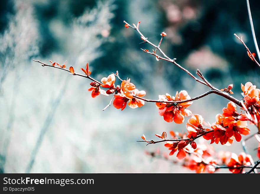 Snapshot of beautiful flowers during my walk