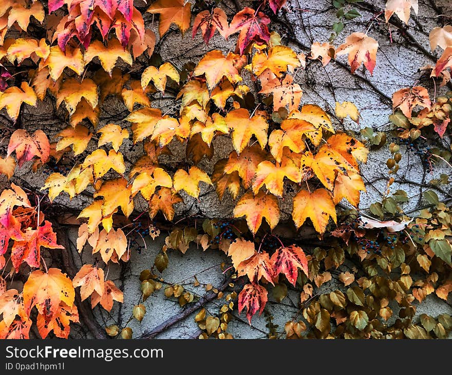 Autumn Leaves And Trees, Nature Background