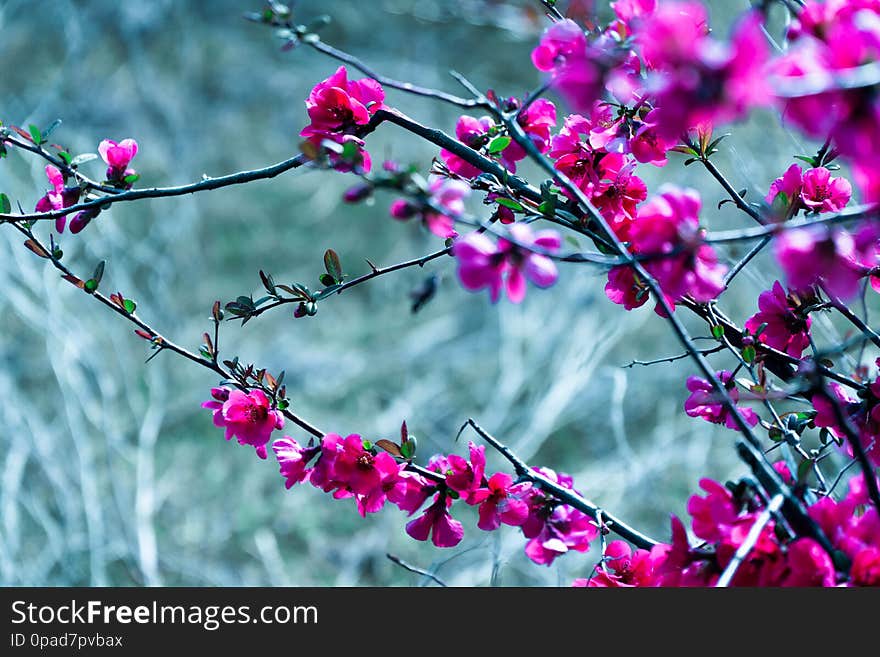 Snapshot of beautiful flowers during my walk