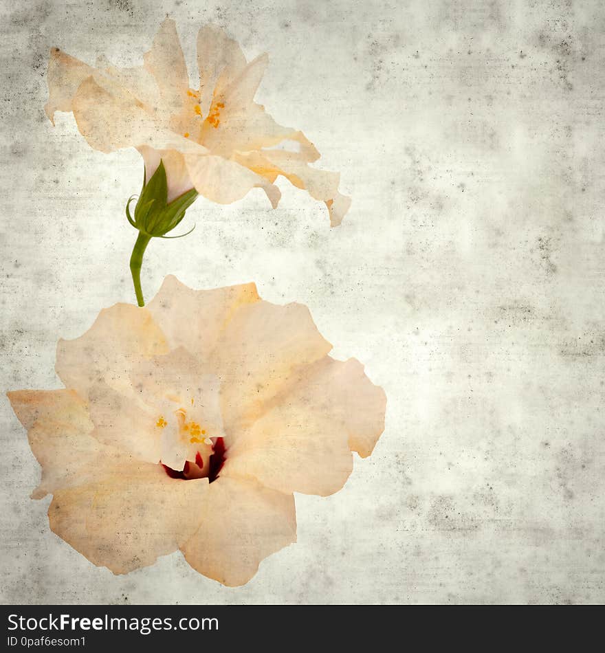 Textured stylish old paper background, square, with pale hibiscus flower
