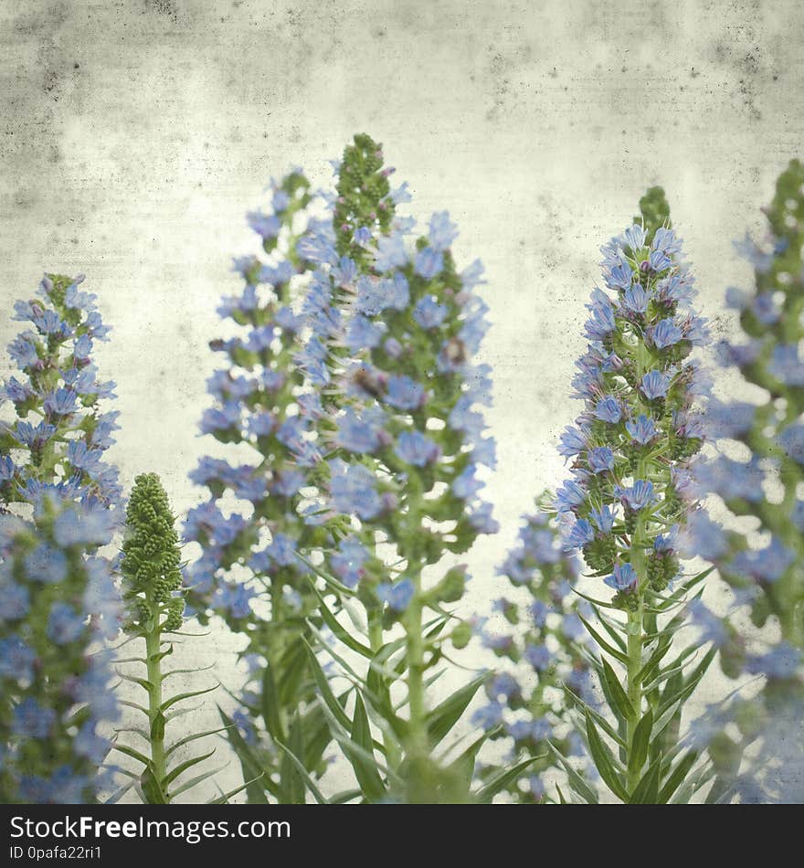 Textured stylish old paper background, square, with Echium flowers