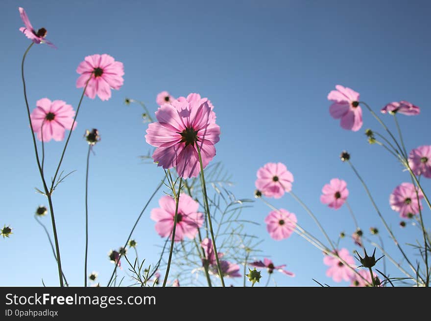 Cosmos flowers blooming in the garden