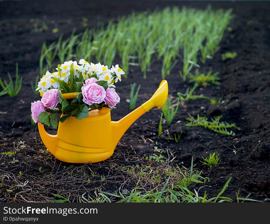 Yellow watering can with roses and daffodils on the background of garden beds with planted green onions. Gardening. Yellow watering can with roses and daffodils on the background of garden beds with planted green onions. Gardening