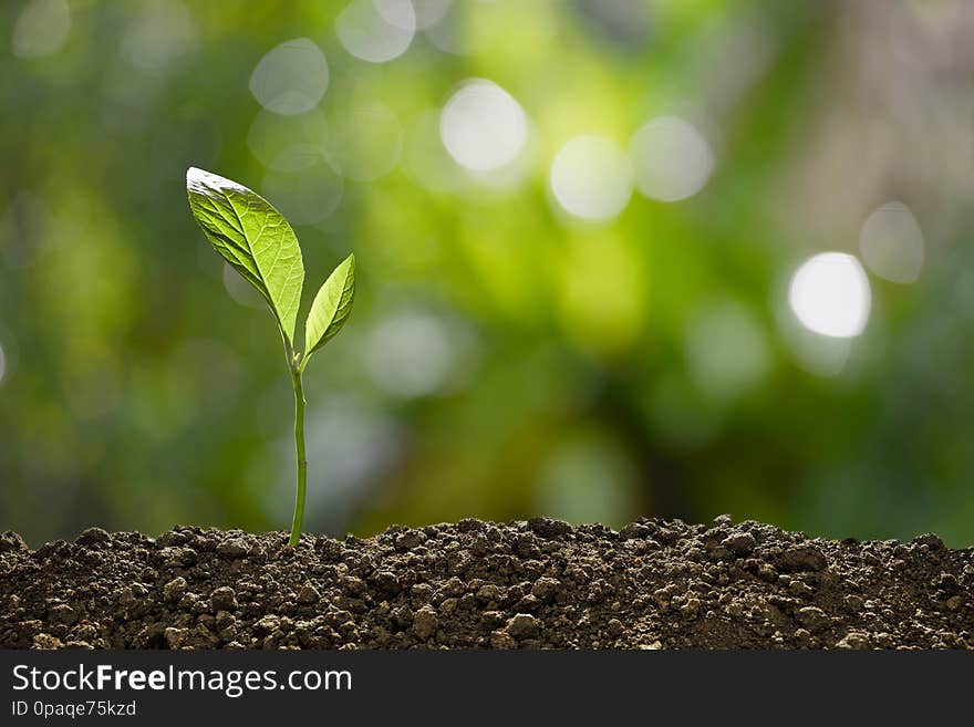 Green  sprout growing out from soil on nature background