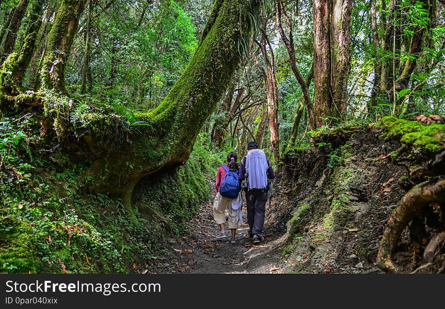 People trekking in a forest