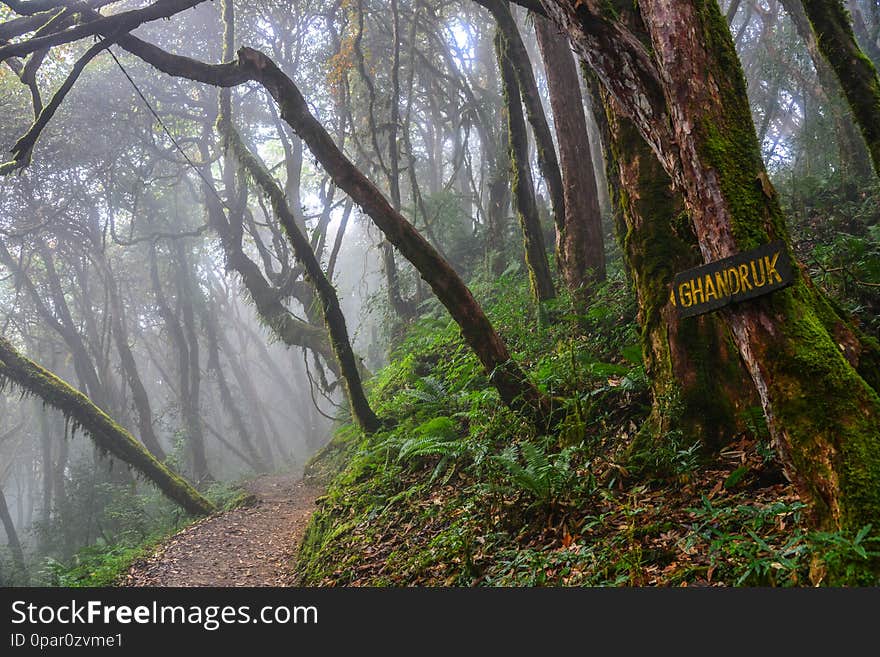 Hiking trail in green summer forest