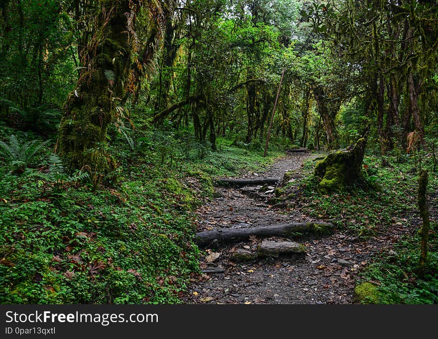 Hiking trail in green summer forest near Annapurna Massif, Nepal