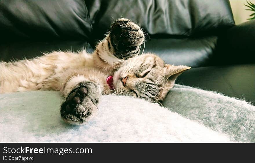 Sleepy happy cute siamese cat