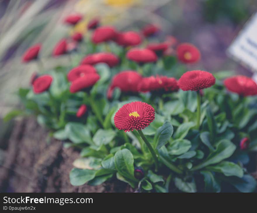 Close up image of colorful flower with blurry background in spring