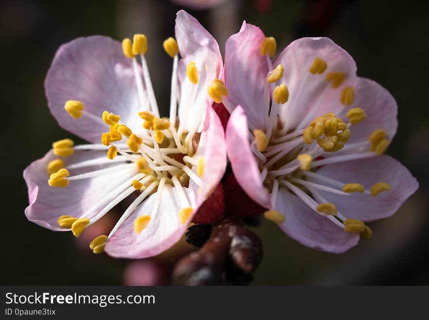 Apricot tree blossom