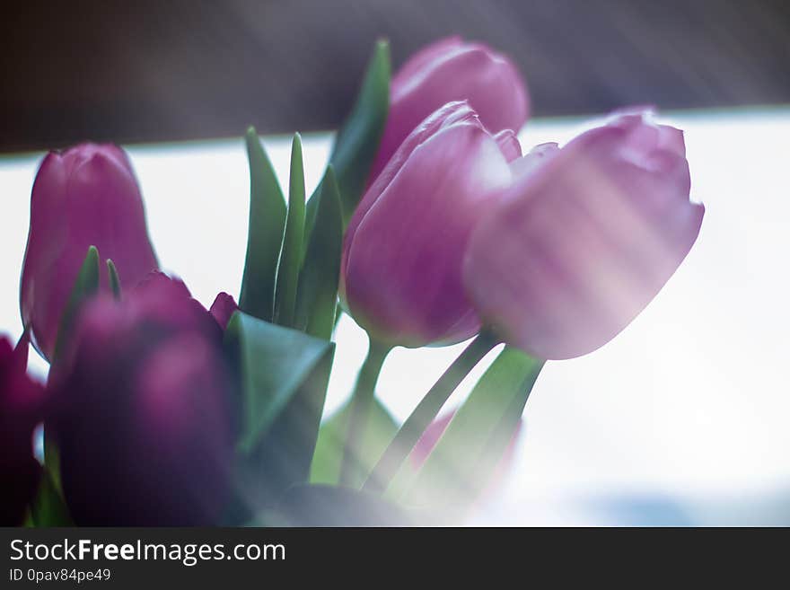 Purple tulip bouquet - floral, spring holidays and birthday gift concept