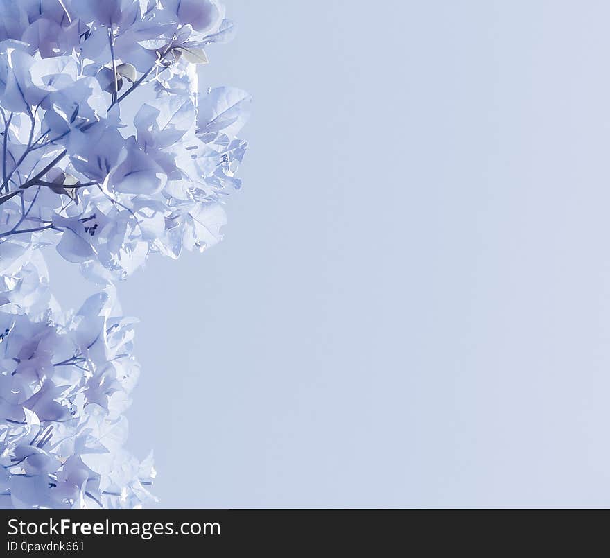 Flower background, spring nature and botanical beauty concept - Blue floral composition