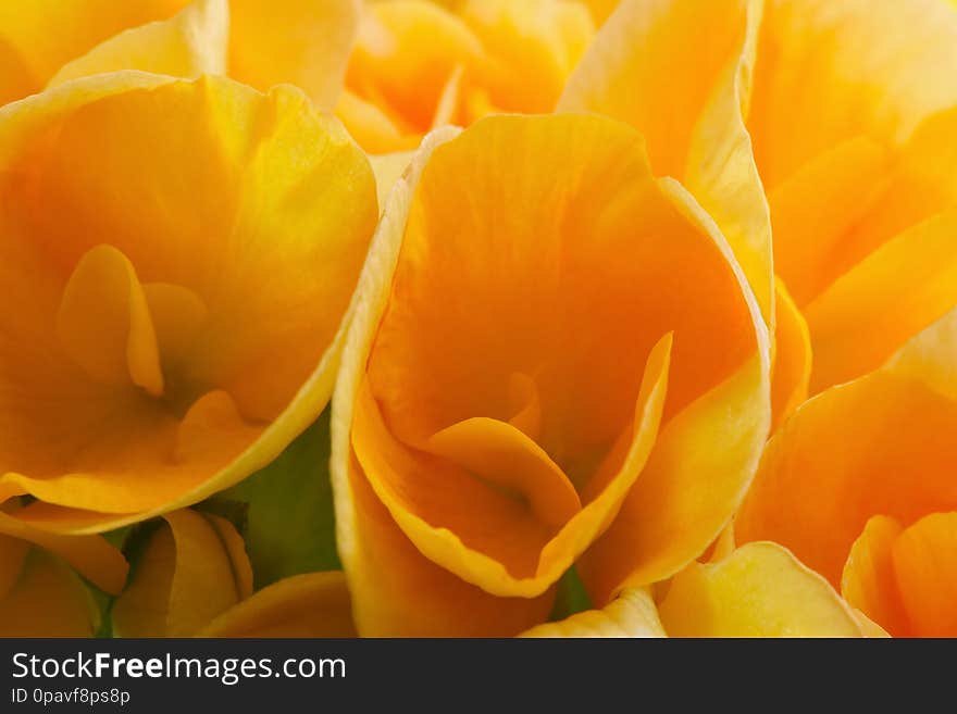 Detail orange begonias flowers - petals. Taken with macro lens. Back Lighting. Detail orange begonias flowers - petals. Taken with macro lens. Back Lighting.