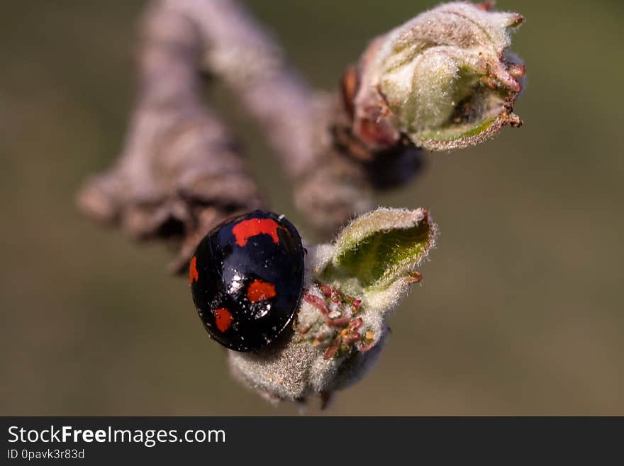 Black ladybug with red details on a branch with small bud in spring