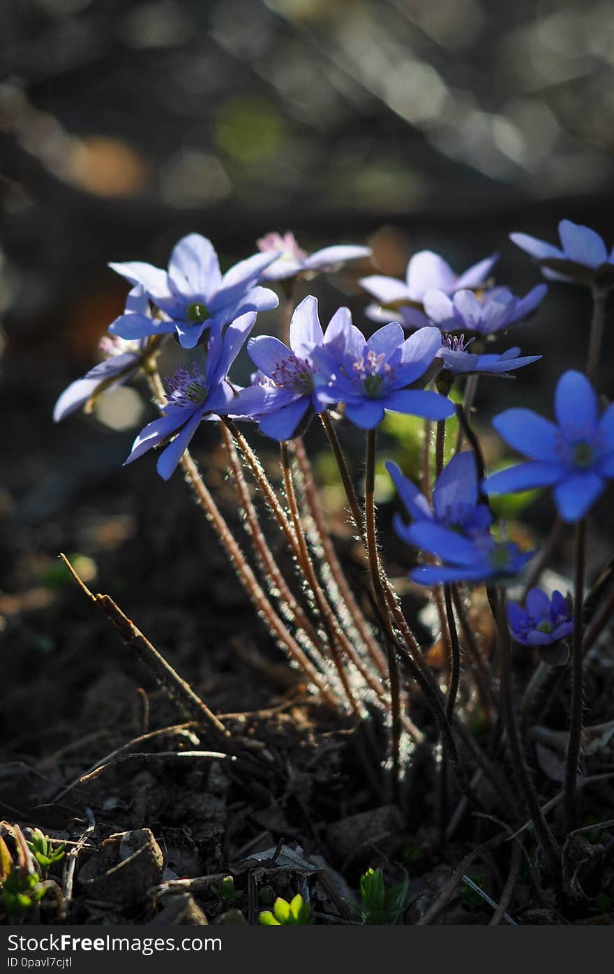 Spring purple flowers Hepatica nobilis in forest. Hepatica, liverleaf, liverwort, hepatica nobilis - beautiful spring violet flowers in bloom. Close up.