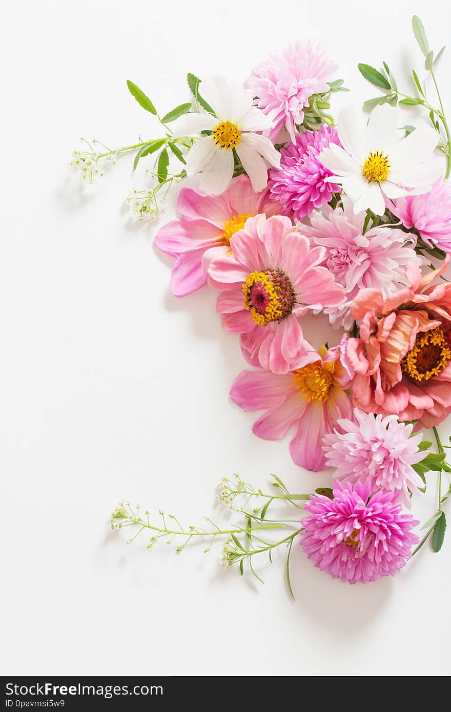 Pink flowers on white background