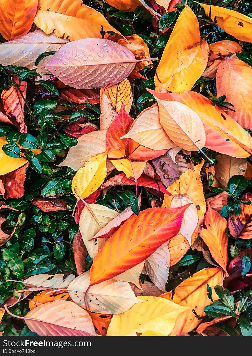 Autumn Leaves And Trees, Nature Background