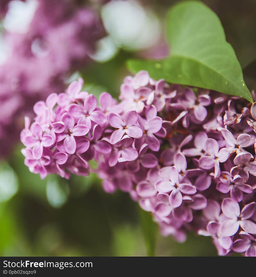 Sweet Lilac on the green background. Sweet Lilac. Lilac flowers