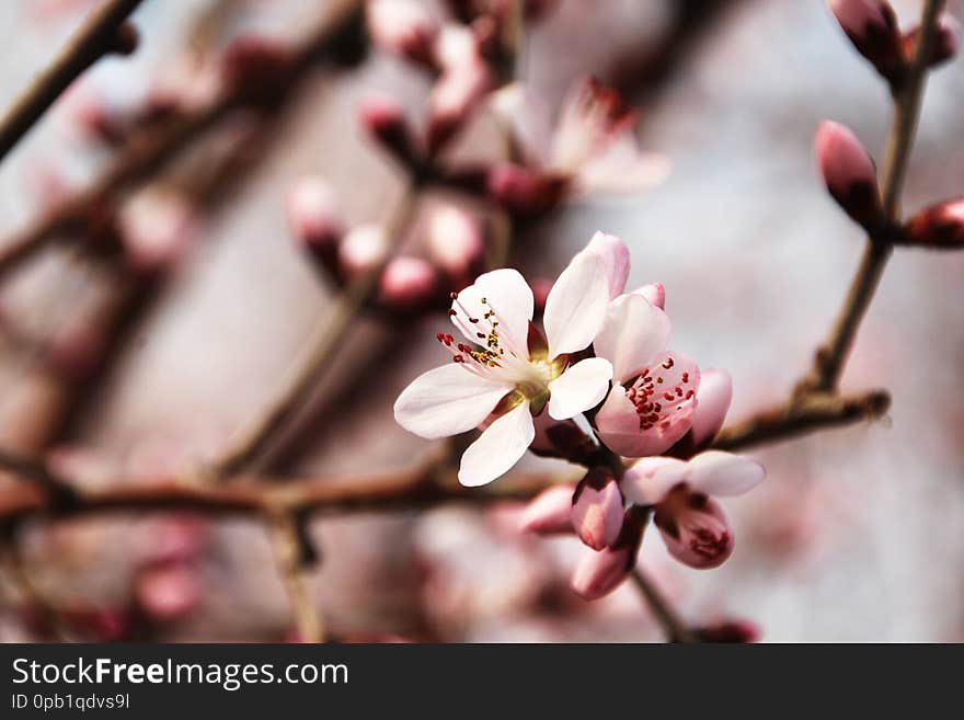 Flowering peach