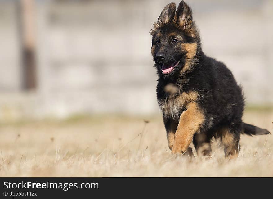 German Shepherd Puppy Outdoors