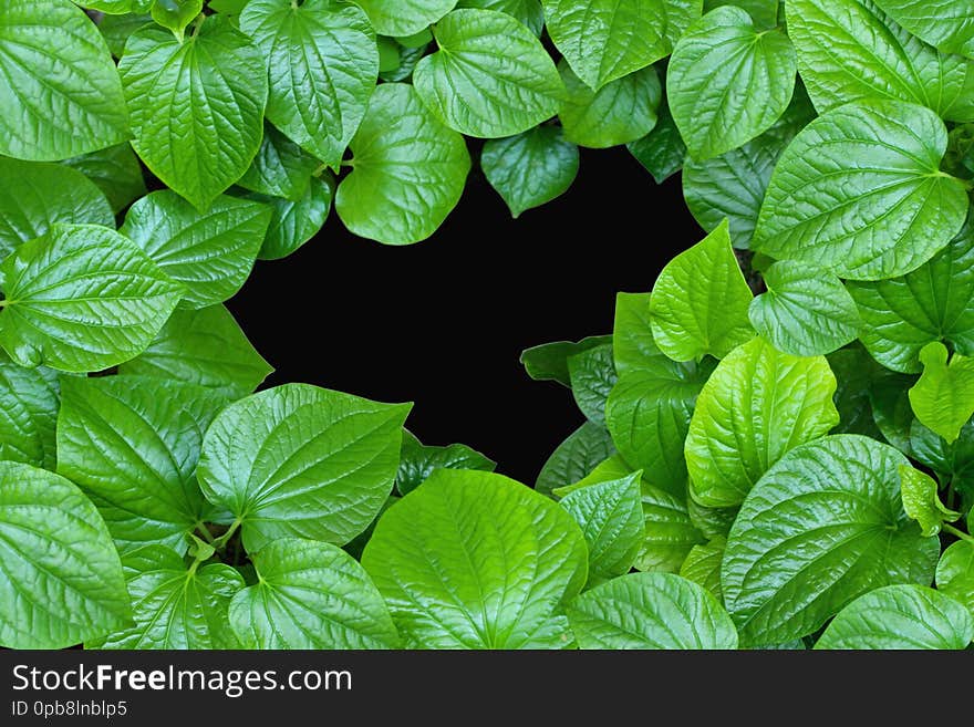 Large green betel leafs as a picture frame on black background with copy space available at center. For organic, healthy products, or natural related topics