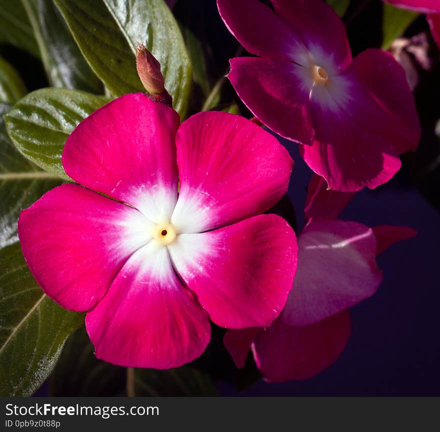 Red periwinkle flowers closeup isolated against a dark green leaf background. Red periwinkle flowers closeup isolated against a dark green leaf background