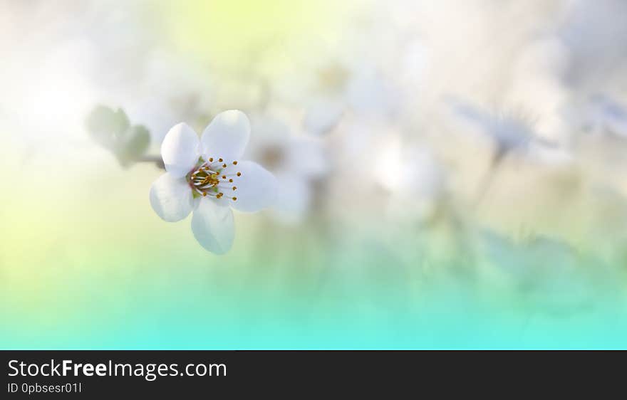 Beautiful Spring Nature Background.Cherry Blossom.Green Natural Wallpaper.Floral Art.Summer,sun,light.Plant,ecology.Fresh,pure.