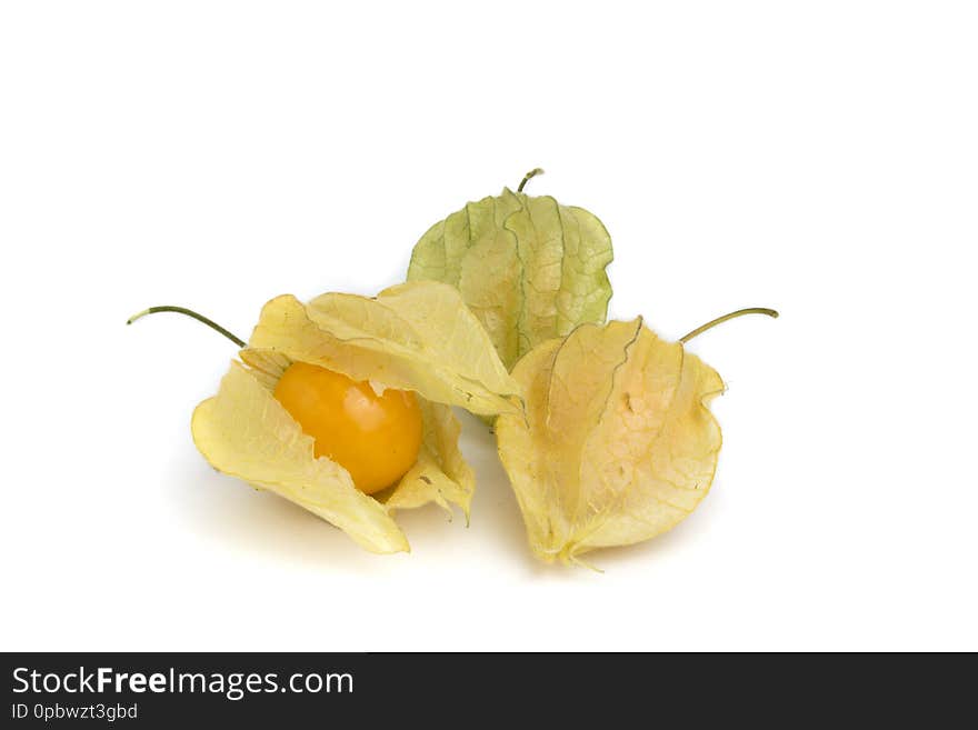 Physalis isolated on a white background. cape gooseberry