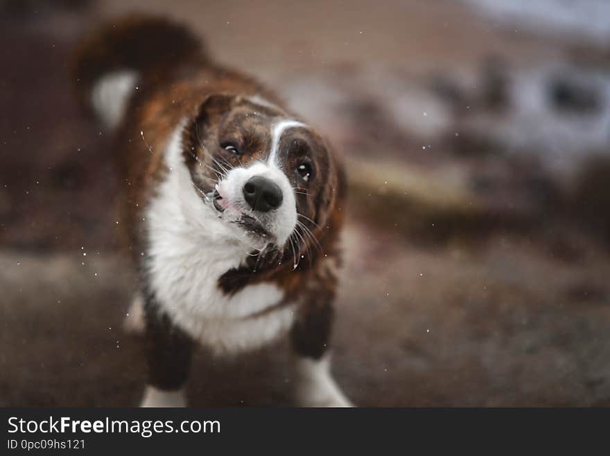 Adult dog welsh corgi cardigan posing outdoore