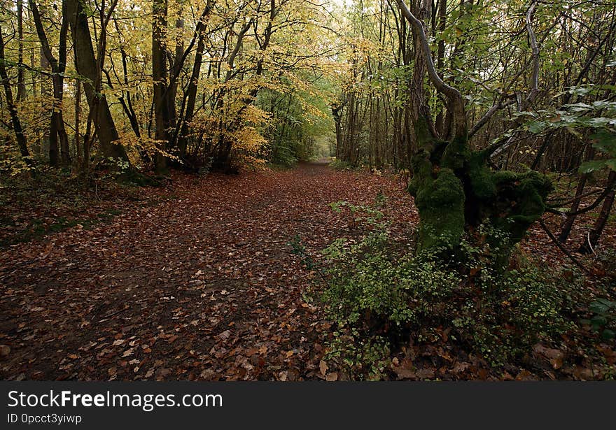 Taken in October 2011. At 4km round, Oldbury is one of the largest hill forts in the UK. The sheer size must have made it difficult to defend and it would probably have been much more a place to live and keep livestock secure. Trees have regrown on the site once occupation ceased, around 50BC according to archaeologists. Best if you press &#x27;L&#x27; to view in Flickr&#x27;s Lightbox and select &#x27;Fullscreen&#x27;. Taken in October 2011. At 4km round, Oldbury is one of the largest hill forts in the UK. The sheer size must have made it difficult to defend and it would probably have been much more a place to live and keep livestock secure. Trees have regrown on the site once occupation ceased, around 50BC according to archaeologists. Best if you press &#x27;L&#x27; to view in Flickr&#x27;s Lightbox and select &#x27;Fullscreen&#x27;.